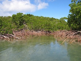 The weave of mangroves