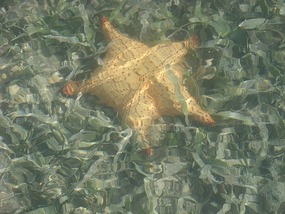 There's more life in the shallow mangroves