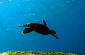 Turtle at Valley Trunk Bay