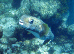 Cute porcupinefish at Great Dog Island