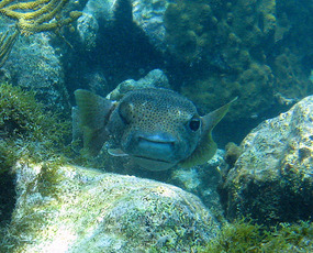 Porcupinefish winks at Donna