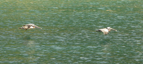 Cane Garden Bay pelicans