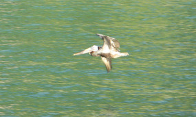 Pelican at Cane Garden Bay
