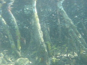 Click to watch video-Hurricane Hole mangroves