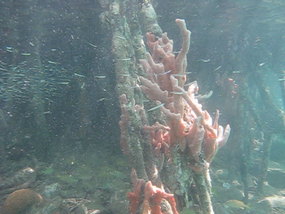 Click to watch video - Hurricane Hole mangroves