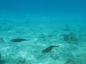 Click to watch Squid at Salt Pond Bay