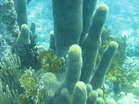 Click to watch video-Pillar Coral Henley Cay