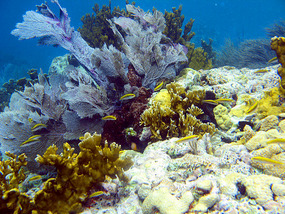 Henley Cay Fire Coral and Sea Fans