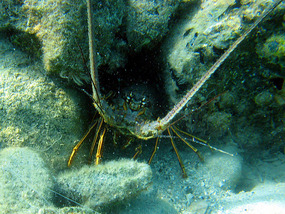 Lobster at Hurricane Hole mangroves