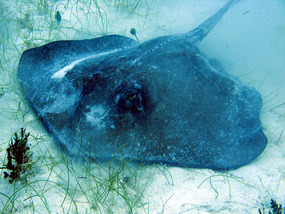 Southern Stingray at Salt Pond Bay