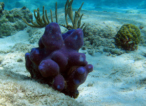 Unidentified coral with dramatic color 
