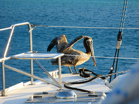 Pelican aboard Pas de Deux at Brewers Bay