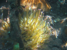 Giant Anemone
