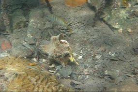 Watch video--Giant Hermit Crab exits shell