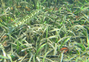 Juvenile Barracuda in camouflage
