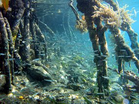 Lively mangrove nursery