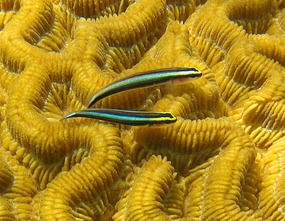 Shark Nose Goby on Brain Coral