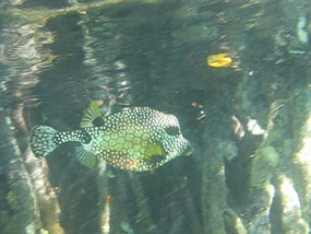 Watch video--Smooth Trunk Fish in the mangroves