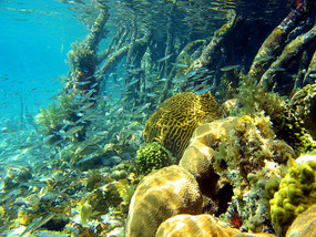 Undersea world of the mangroves