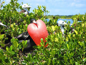 Courting male frigate bird