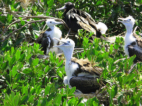 At the Magnificent Frigate Bird Sanctuary