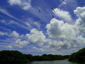 Approaching the Magnificent Frigate Bird Sanctuary