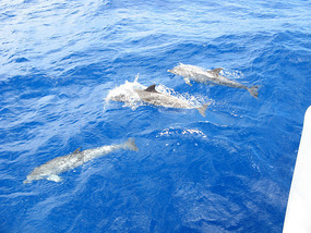 Spotted Porpoises at play alongside Pas de Deux