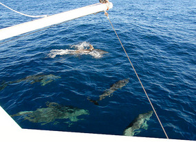 Dolphins play at the bow