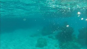 Click to view barracuda amidst north shore reef!