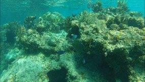 Click to view reef on north shore of Cat Island!