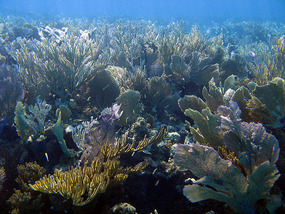 Lush coral gardens on patch reefs