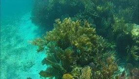 Click to view lovely coral garden!