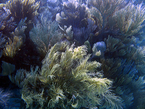 Lush coral gardens on patch reefs