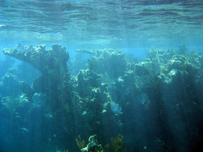 Deep structure of north shore patch reefs