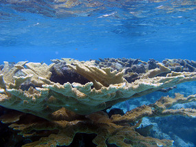 Representative elkhorn coral West Bay patch reef