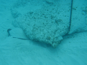 Wedged anchor