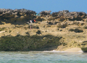 Booby at Corrie Sound