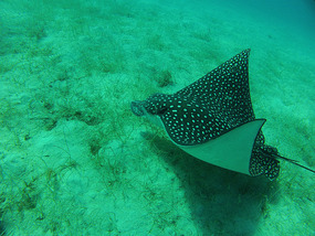 Gorgeous Spotted Eagle Ray