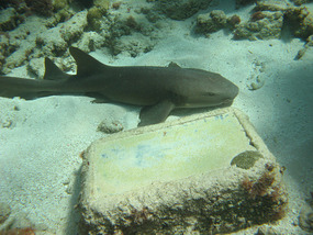 Snorkeling Buck Island Reef National Monument 