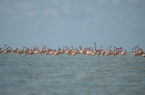 Flamingos tolerating paparazzi