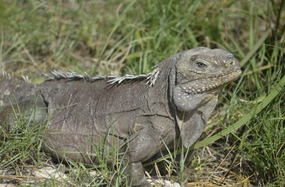 Native iguana strikes a photogenic pose