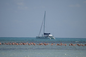 Pas de Deux and flamingos at rest East Reef