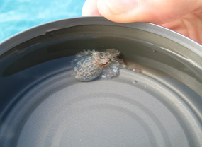 Baby octopus changes color to camouflage in can