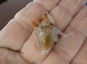 Baby octopus in Dave's hand