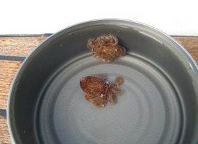 Two baby octopuses in tuna fish can!