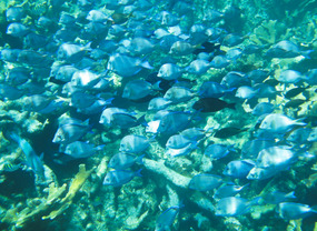 Pelican Cays Land & Sea Park