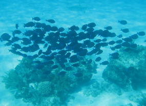 Fowl Cay Land and Sea Park