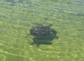 One of multitude of turtles in shallow creek 