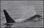 Orca's aboard