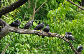 Birds